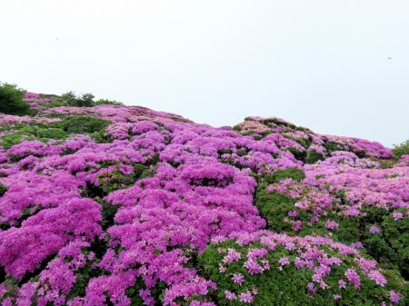 ミヤマキリシマ