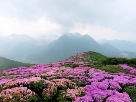 ミヤマキリシマ