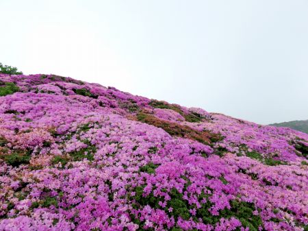 ミヤマキリシマ