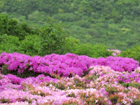 ミヤマキリシマ