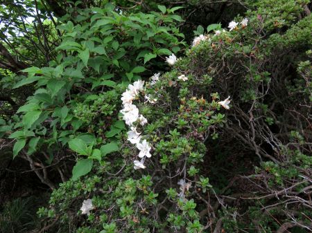 白いミヤマキリシマ