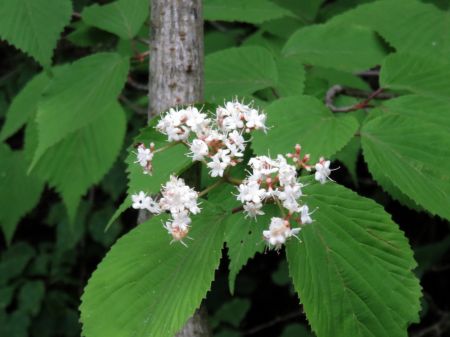 コバノガマズミ