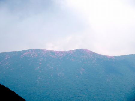 ミヤマキリシマ