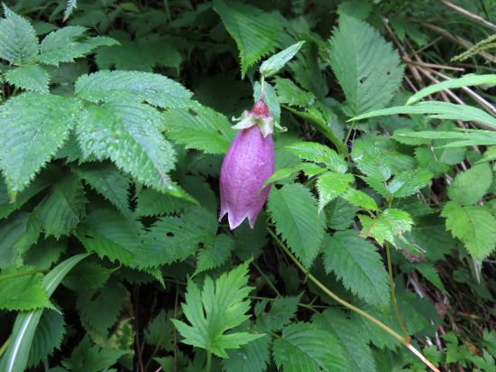 ヤマホタルブクロ