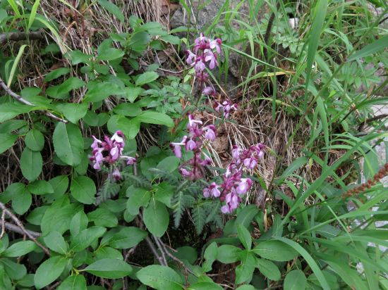 ヨツバシオガマ