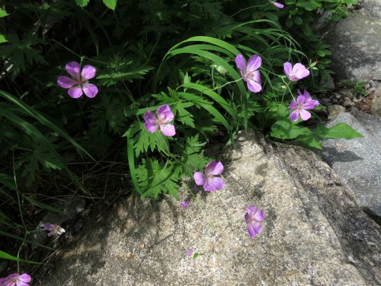 ハクサンフウロ