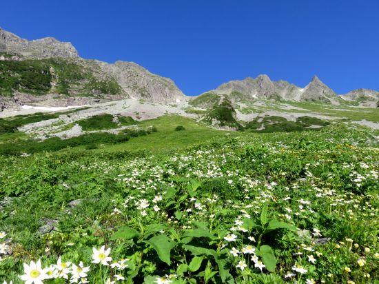 ハクサンイチゲ