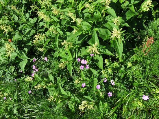 ザイテングラート