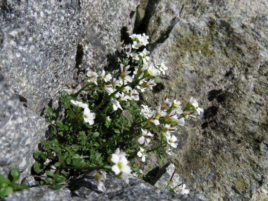ミヤマタネツケバナ
