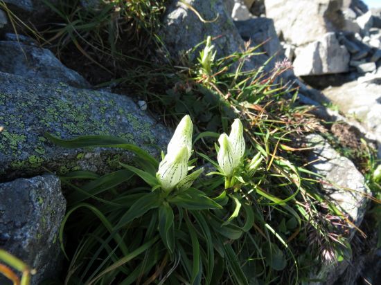 トウヤクリンドウ