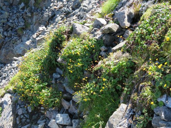 ミヤマダイコンソウ