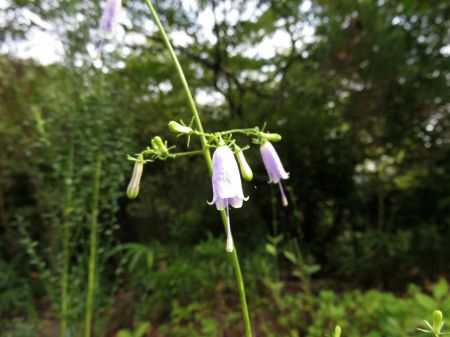 ツリガネニンジン