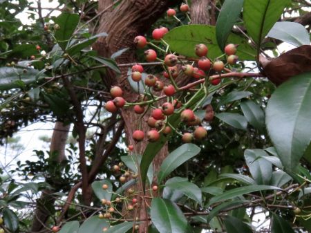 カナメモチの実