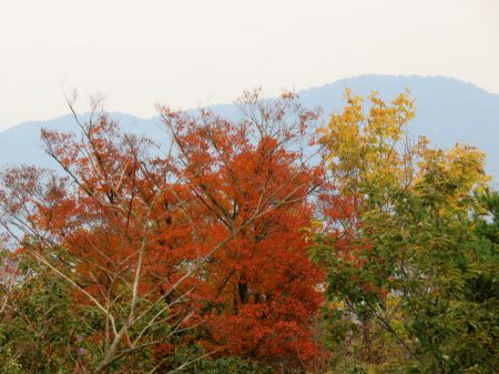 ちょっと紅葉！