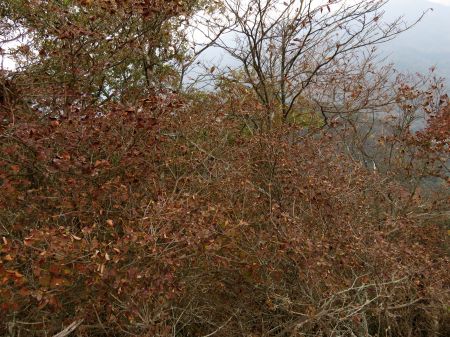 コバノミツバツツジ