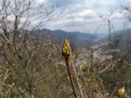 コバノミツバツツジの冬芽