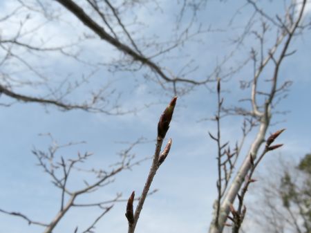 ヤマザクラの冬芽