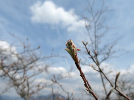 春はそこまで…