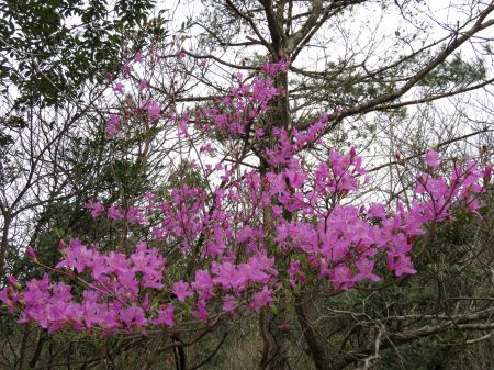 コバノミツバツツジ