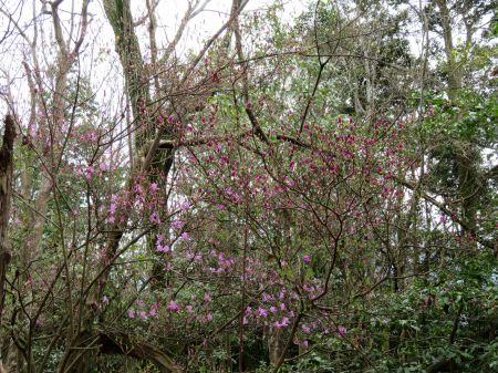 コバノミツバツツジ