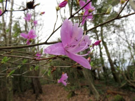 コバノミツバツツジ