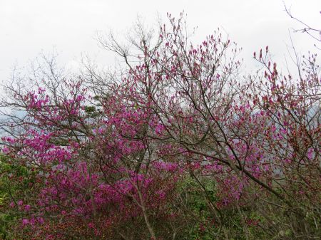 コバノミツバツツジ