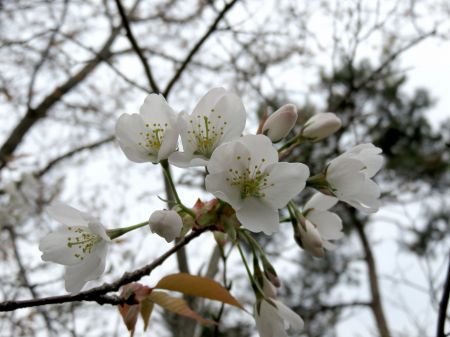 ヤマザクラは今イチ