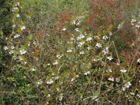 ナガバモミジイチゴ