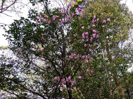 コバノミツバツツジ