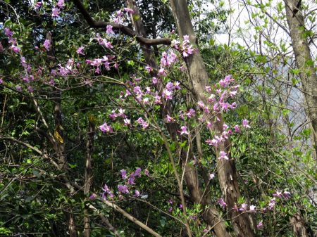 コバノミツバツツジ