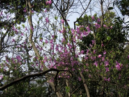 コバノミツバツツジ