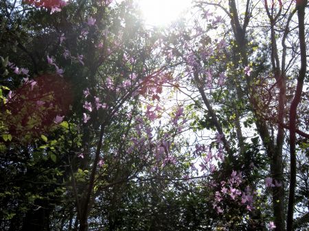 コバノミツバツツジ