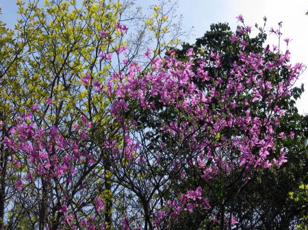 コバノミツバツツジ