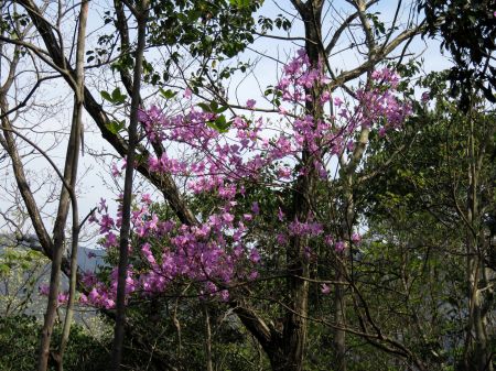 コバノミツバツツジ