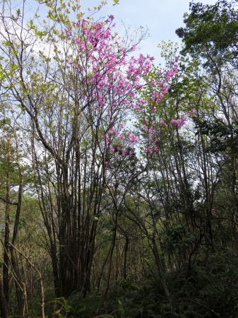 コバノミツバツツジ