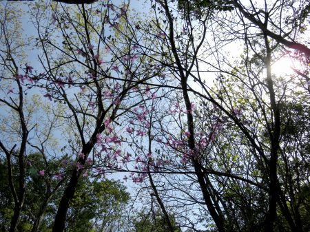 コバノミツバツツジ