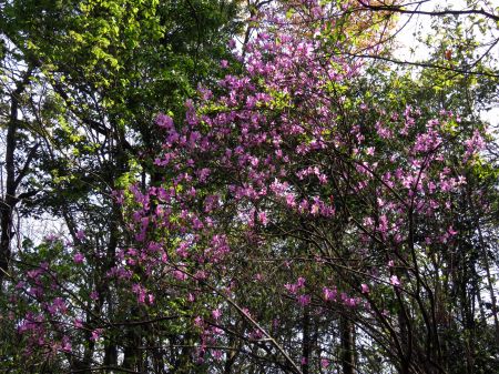 コバノミツバツツジ