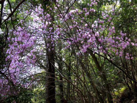 コバノミツバツツジ