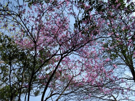 コバノミツバツツジ