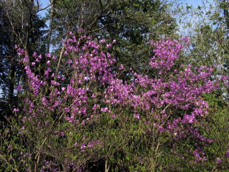 コバノミツバツツジ