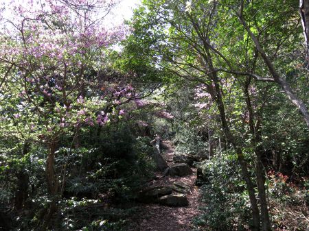 コバノミツバツツジ