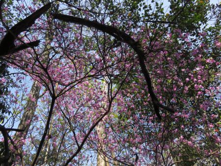 コバノミツバツツジ