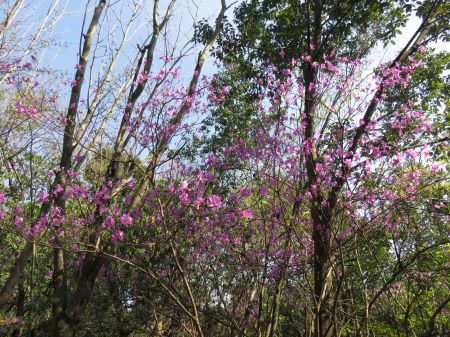 コバノミツバツツジ