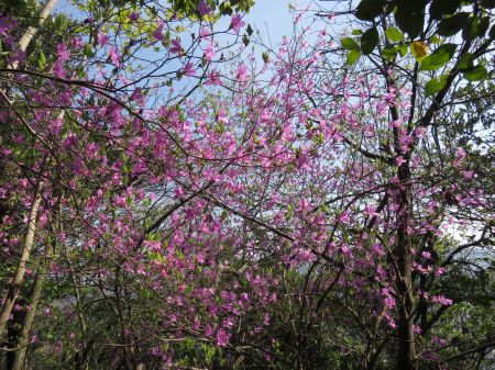 コバノミツバツツジ