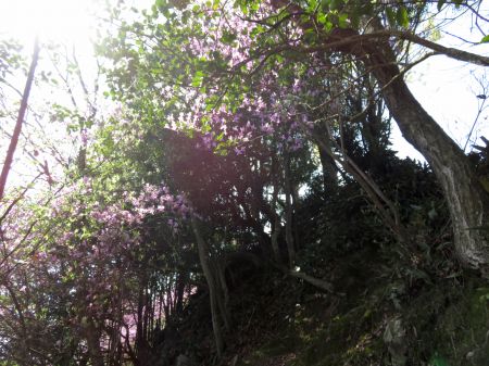 コバノミツバツツジ