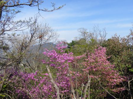 コバノミツバツツジ