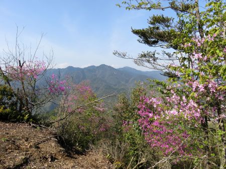 コバノミツバツツジ