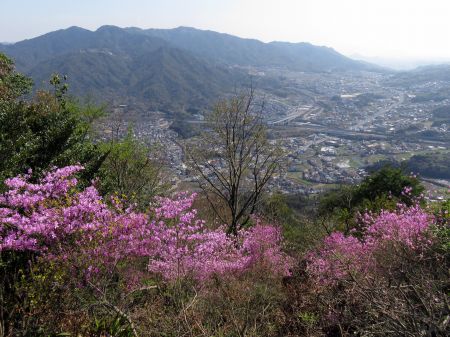山頂のコバノミツバツツジ