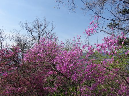 コバノミツバツツジ