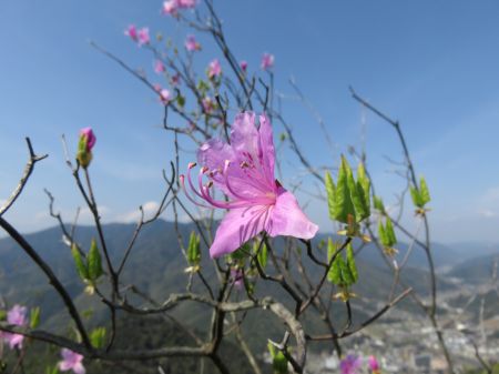 コバノミツバツツジ